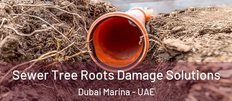 Sewer Tree Roots Damage Solutions Dubai Marina - UAE